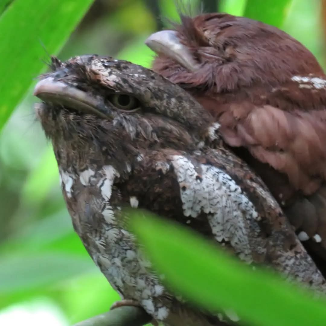 Sinharaja Rainforest: Sri Lanka's Living UNESCO Heritage